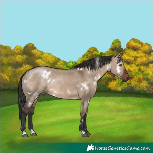 Horse Color:White Spotted Brown Dun