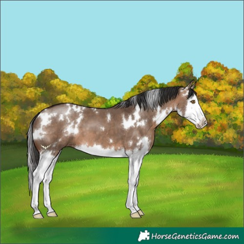 Horse Color:White Spotted Brown Dun Splash