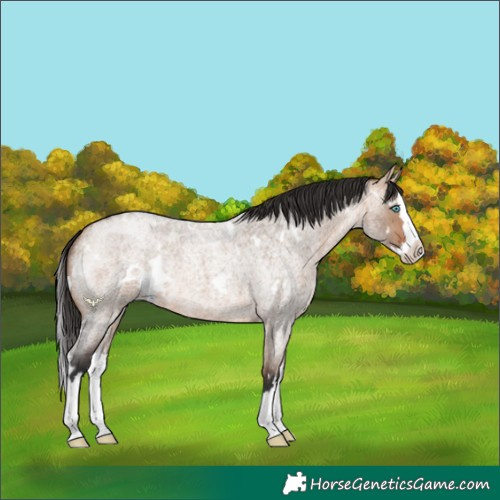 Horse Color:White Spotted Bay Roan Dun Splash 