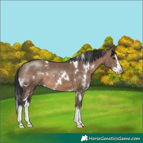 Horse Color:White Spotted Brown Dun Splash