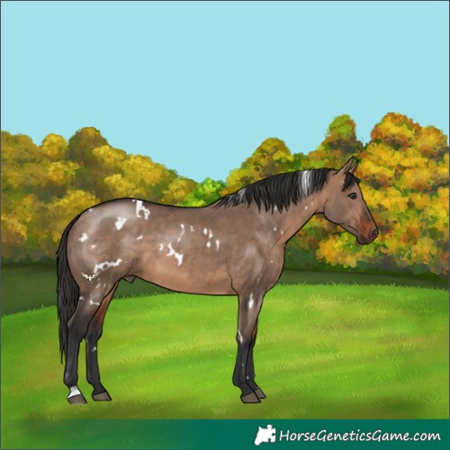 Horse Color:White Spotted Brown Dun