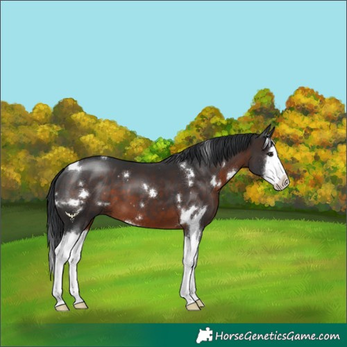 Horse Color:White Spotted Brown Splash