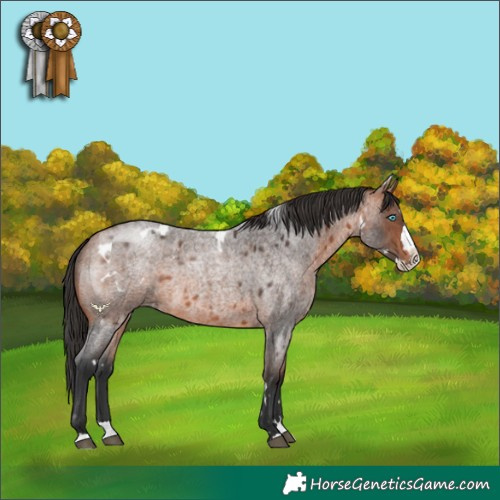 Horse Color:White Spotted Bay Roan Splash 