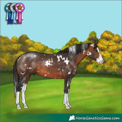Horse Color:White Spotted Brown Splash 