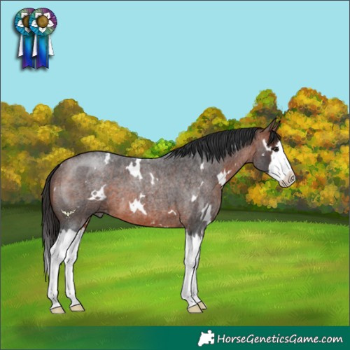 Horse Color:White Spotted Bay Roan Splash