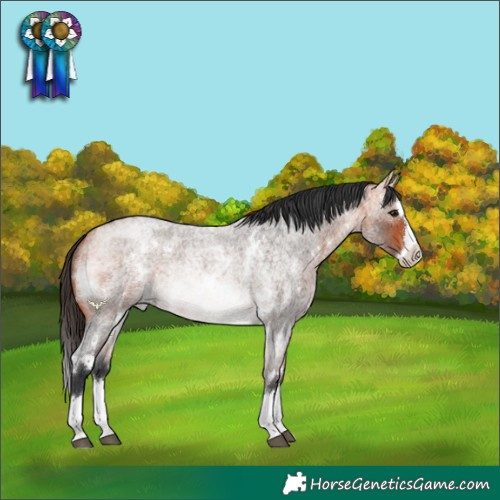 Horse Color:White Spotted Bay Roan Splash