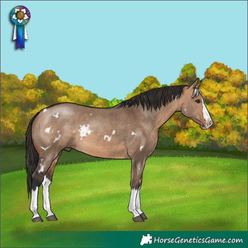Horse Color:White Spotted Bay Dun Splash 