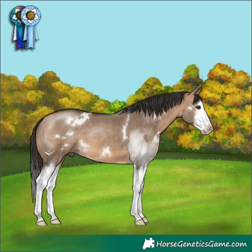 Horse Color:White Spotted Bay Dun Splash