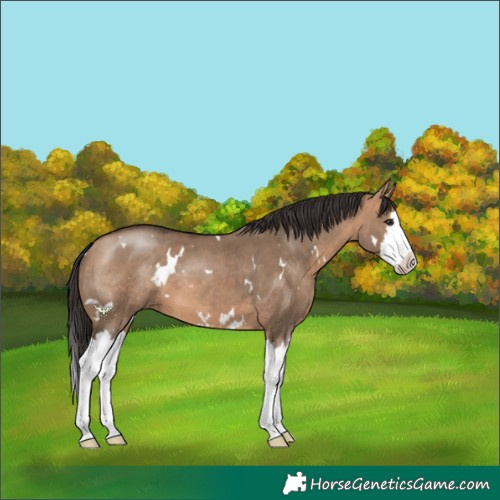 Horse Color:White Spotted Bay Dun Splash 