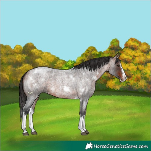 Horse Color:White Spotted Bay Roan Splash 