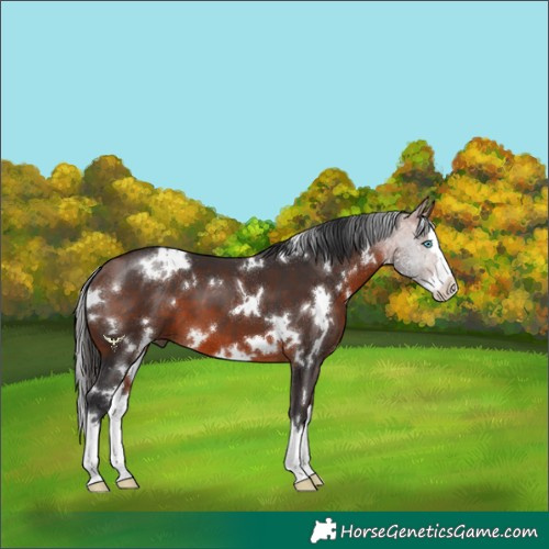 Horse Color:White Spotted Bay Splash 