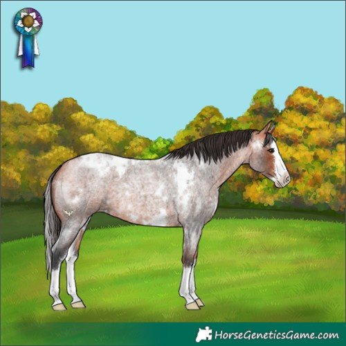 Horse Color:White Spotted Bay Roan Splash