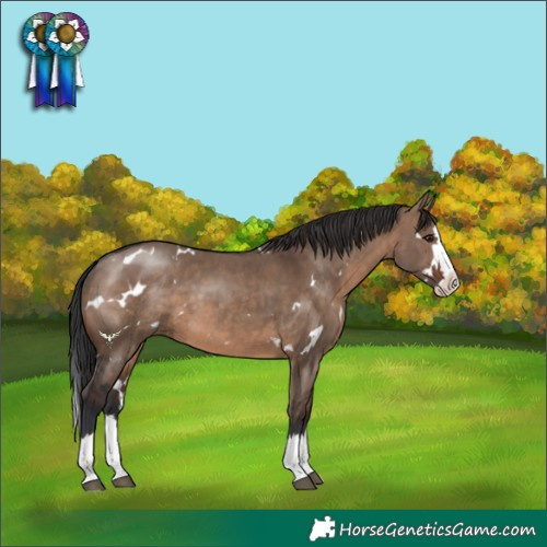 Horse Color:White Spotted Brown Dun Splash
