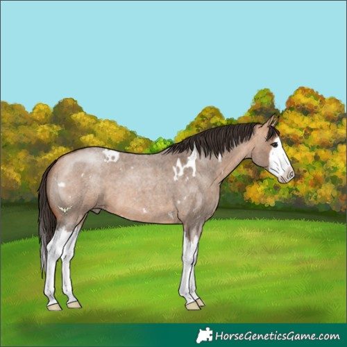 Horse Color:White Spotted Bay Roan Dun Splash