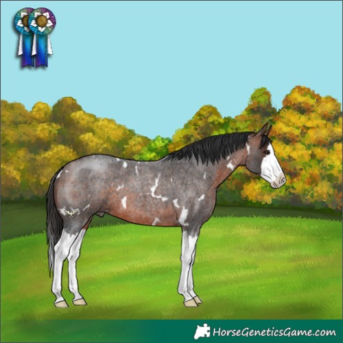 Horse Color:White Spotted Bay Roan Splash