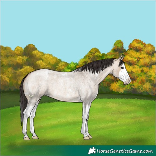 Horse Color:White Spotted Bay Roan Dun Splash 