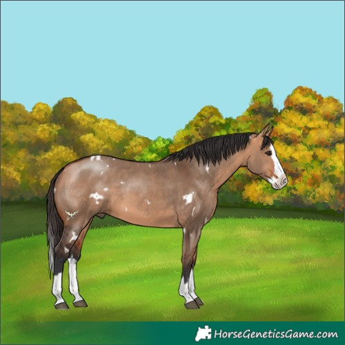 Horse Color:White Spotted Bay Dun Splash