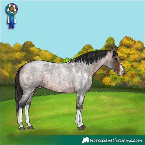 Horse Color:White Spotted Bay Roan Splash