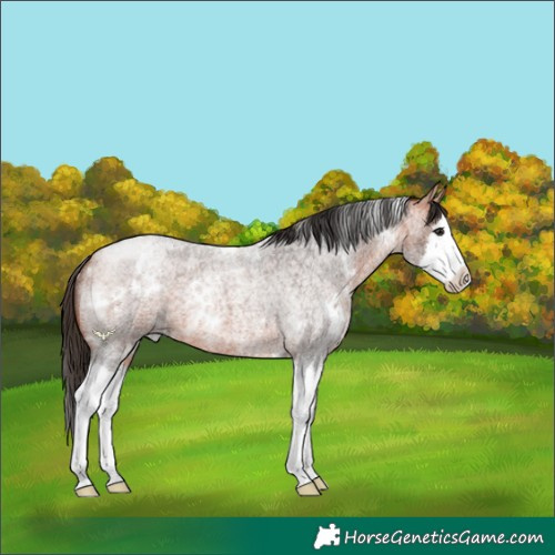 Horse Color:White Spotted Bay Roan Splash 