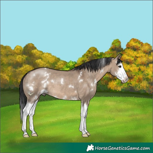 Horse Color:White Spotted Brown Dun Splash