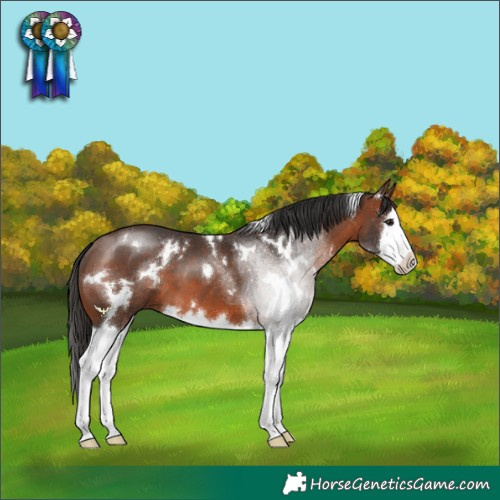 Horse Color:White Spotted Brown Splash