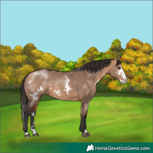 Horse Color:White Spotted Bay Dun Splash 