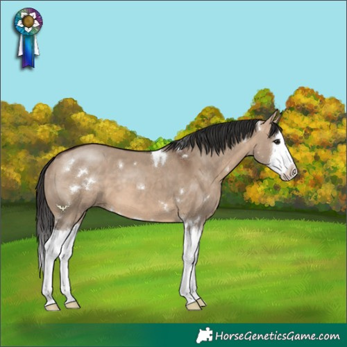 Horse Color:White Spotted Bay Dun Splash 