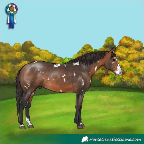 Horse Color:White Spotted Bay Splash 