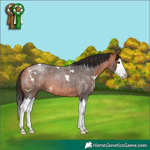 Horse Color:White Spotted Bay Roan Splash