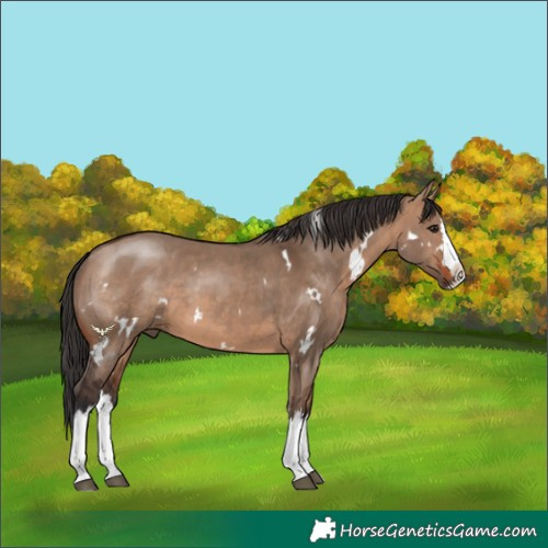 Horse Color:White Spotted Brown Dun Splash