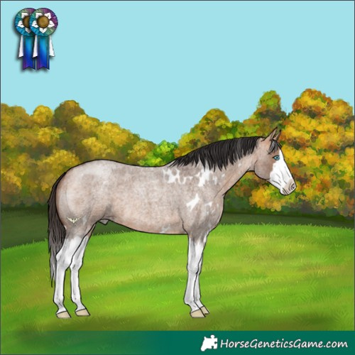 Horse Color:White Spotted Bay Roan Dun Splash