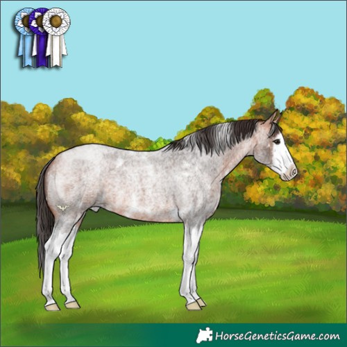 Horse Color:White Spotted Bay Roan Splash