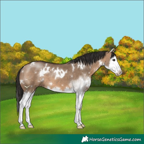 Horse Color:White Spotted Brown Dun Splash