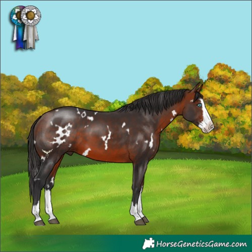 Horse Color:White Spotted Bay Splash