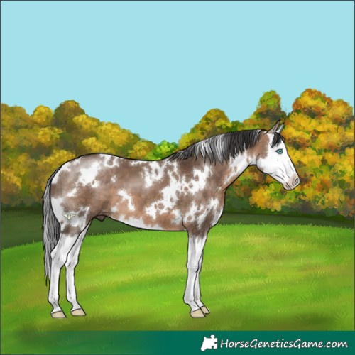 Horse Color:White Spotted Brown Dun Splash