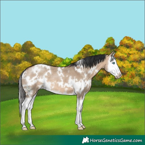 Horse Color:White Spotted Brown Dun Splash