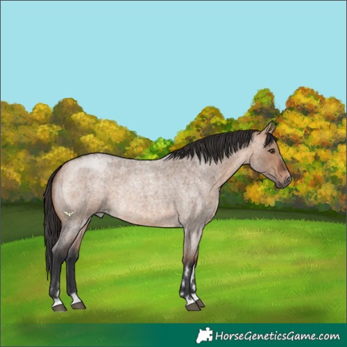 Horse Color:Bay Roan Dun Rabicano