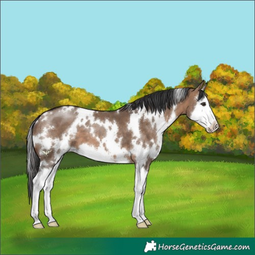Horse Color:White Spotted Brown Dun Splash 