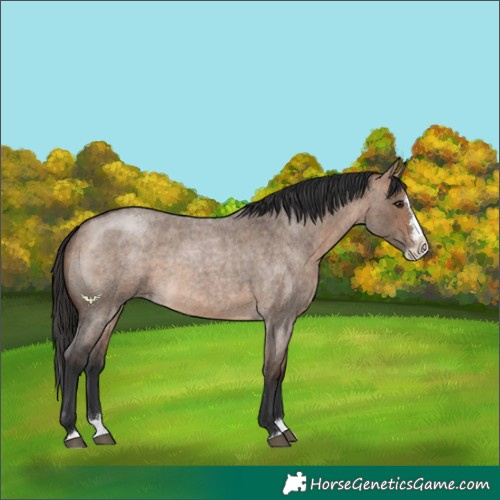 Horse Color:Bay Roan Dun Splash Rabicano 