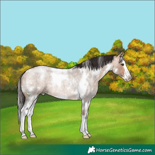 Horse Color:White Spotted Bay Roan Dun Splash Rabicano 