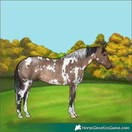 Horse Color:White Spotted Brown Dun Rabicano 