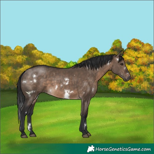 Horse Color:White Spotted Brown Dun Rabicano 