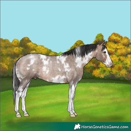 Horse Color:White Spotted Bay Roan Dun Splash Rabicano 