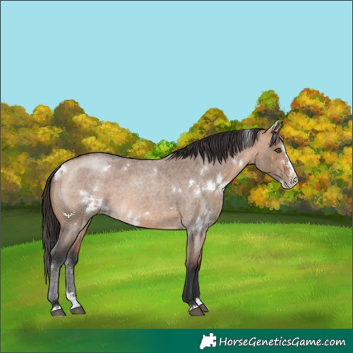Horse Color:White Spotted Bay Roan Dun Splash 