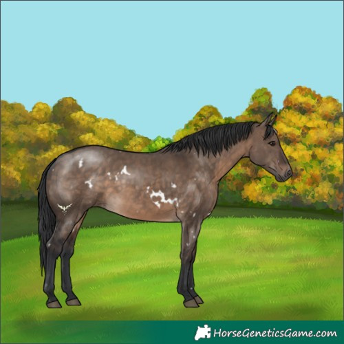 Horse Color:White Spotted Brown Dun Rabicano