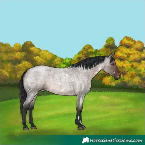Horse Color:White Spotted Brown Roan Dun Rabicano