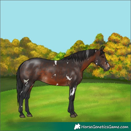 Horse Color:White Spotted Brown 