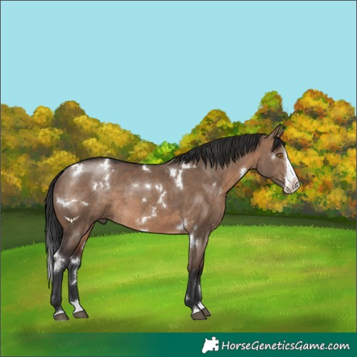 Horse Color:White Spotted Brown Dun Splash Rabicano