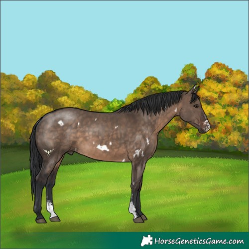 Horse Color:White Spotted Brown Dun Sabino