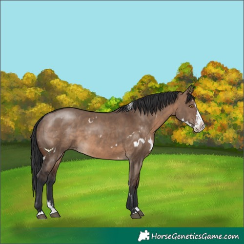 Horse Color:White Spotted Brown Dun Sabino Splash Rabicano
